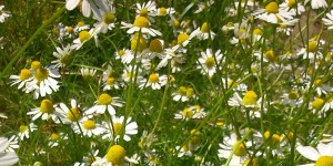 Beitragsbild des Blogbeitrags Pflanze des Monats: Echte Kamille (Juni 2015)