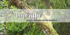 Beitragsbild des Blogbeitrags Teneriffa: Anaga Gebirge – Sendero de los Sentidos