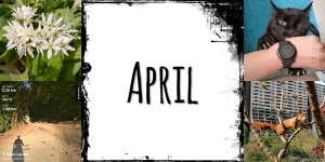 Beitragsbild des Blogbeitrags Was war los bei MissXoxolat – April 2020 