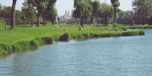 Beitragsbild des Blogbeitrags Donausee Weitenegg – Baden im Altarm der Donau 
