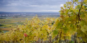 Beitragsbild des Blogbeitrags Einmal durch die Weinberge: der Weinwanderweg Gumpoldskirchen 