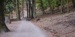 Beitragsbild des Blogbeitrags Naturpark Sparbach: Baumriesen, Ruinen und Wildschweine 