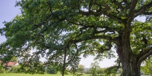 Beitragsbild des Blogbeitrags Wildschöne Natur statt familiäre Action: am Clusius Naturlehrpfad bei Güssing 2018
