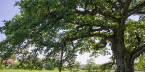 Beitragsbild des Blogbeitrags Wildschöne Natur statt familiäre Action: am Clusius Naturlehrpfad bei Güssing 2018 