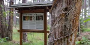 Beitragsbild des Blogbeitrags Der Pecherlehrpfad bei Hernstein