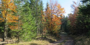 Beitragsbild des Blogbeitrags Die Klammrunde: Eine Runde in Würflach drehen