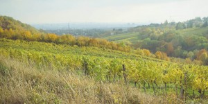 Beitragsbild des Blogbeitrags Wein-Wandern am Wiener Nußberg 