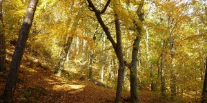 Beitragsbild des Blogbeitrags Zur Ruine Rauhenstein – ein familienfreundlicher Ausflug