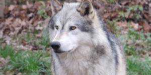 Beitragsbild des Blogbeitrags Die, die den Wolf beobachten. Im Wolf Science Center im Naturpark Ernstbrunn  