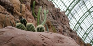 Beitragsbild des Blogbeitrags Wüstenhaus Schönbrunn: vom Leben in Trockenlebensräumen