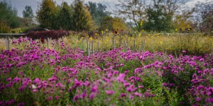 Beitragsbild des Blogbeitrags Ein Besuch bei der Garten TULLN kurz vor Saisonende