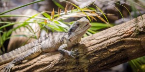 Beitragsbild des Blogbeitrags Krokodile, Echsen, Schlagen und laute Papageien – unser Besuch im Reptilien Zoo in Forchtenstein