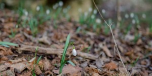 Beitragsbild des Blogbeitrags Frühlingserwachen im Schneeglöckchenwald – unterwegs am Leitn‘-Weg zwischen Scheiblingkirchen und Thernberg 