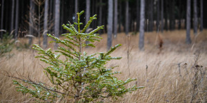 Beitragsbild des Blogbeitrags 5 Dinge, die du für die Extra-Portion Weihnachtsstimmung tun kannst