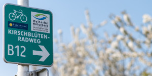 Beitragsbild des Blogbeitrags Unterwegs am Kirschblütenradweg am Neusiedlersee
