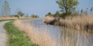 Beitragsbild des Blogbeitrags Am Schilflehrpfad in Purbach zum Neusiedlersee spazieren 