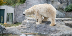 Beitragsbild des Blogbeitrags Ausflug in den Zoo Schönbrunn