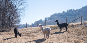 Beitragsbild des Blogbeitrags Alpakawanderung in Reichenau: unser Ausflug mit den Raxalpakas 