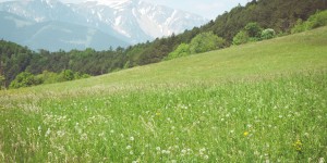 Beitragsbild des Blogbeitrags Üppige Blumenwiesen und herrliche Schneebergblicke: Wandern am Gutenmann bei Ternitz    