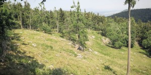 Beitragsbild des Blogbeitrags Naturpark Hohe Wand Gehegerundweg 