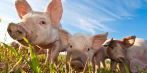 Beitragsbild des Blogbeitrags Schweinerassen – Alles was Du über die wichtigsten Rassen wissen solltest