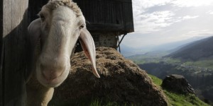 Beitragsbild des Blogbeitrags „Verfluacht no amol eini!“ Fluchen auf Tirolerisch