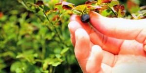Beitragsbild des Blogbeitrags Rezept: Tiroler Heidelbeer-Marmelade