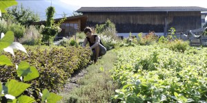 Beitragsbild des Blogbeitrags Heimarbeit im duftenden Paradies: Kräuter von Verena Buchhammer aus Kauns