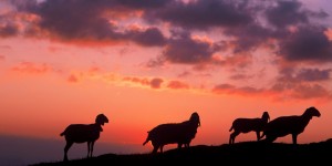 Beitragsbild des Blogbeitrags Es darf wieder mehr geblöckt werden. Die Erfolgsgeschichte von Tirolwool