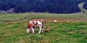 Beitragsbild des Blogbeitrags Ernährungsumstellung – ein Jahr danach