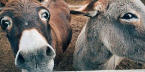 Beitragsbild des Blogbeitrags In vitro veritas – Die Erschaffung einer falschen Wirklichkeit