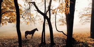 Beitragsbild des Blogbeitrags Die Ungereimtheiten einer Pandemie und die Angst vor einer unbequemen Wahrheit – Teil 3: Wie testet man ein totes Pferd? #Covid-19