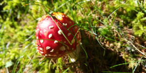 Beitragsbild des Blogbeitrags „Gsund bin ich auch …“ #DieWelteinIrrenhaus