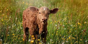 Beitragsbild des Blogbeitrags „Tote Tiere esse ich nicht“