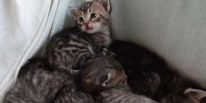 Beitragsbild des Blogbeitrags Amoklauf nach übermäßigem Sehen von Katzenvideos