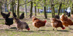 Beitragsbild des Blogbeitrags Skandal – Hühner vor Schlachtung geschändet 