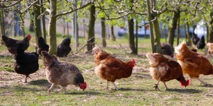 Beitragsbild des Blogbeitrags Skandal – Hühner vor Schlachtung geschändet