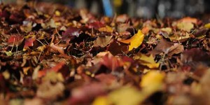 Beitragsbild des Blogbeitrags IOC nimmt Laubaufsammeln ins olympische Programm auf 