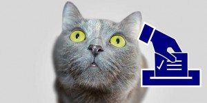 Beitragsbild des Blogbeitrags Präsidentenwahl wird durch Katze in einer Box entschieden