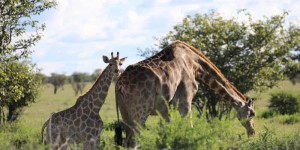 Beitragsbild des Blogbeitrags Unverzichtbarer Begleiter auf jeder Afrika-Safari: Mit dem Fernglas von Canon entgeht dir nichts mehr