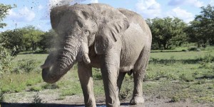 Beitragsbild des Blogbeitrags Safari im Etosha Nationalpark, Namibia: Selbstfahrer oder geführte Tour? 