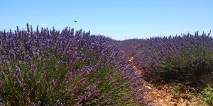Beitragsbild des Blogbeitrags Lavendelfelder der Provence – Rundreise entlang der Lavendelroute im Süden Frankreichs 