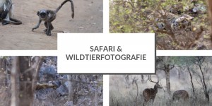 Beitragsbild des Blogbeitrags Fotografieren auf Reisen: Safari und Wildtierfotografie mit dem Teleobjektiv