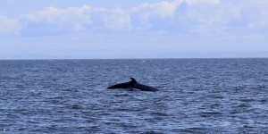 Beitragsbild des Blogbeitrags Kanada: Wale beobachten in Tadoussac, Québec 