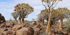 Beitragsbild des Blogbeitrags Namibiareise: Dies ist die beste Reisezeit für Namibia