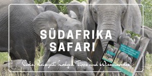 Beitragsbild des Blogbeitrags Südafrika Safari planen: Infos & Tipps zu Parks, Lodges, Reisezeit, Kosten… 
