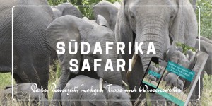 Beitragsbild des Blogbeitrags Safari Südafrika planen: Infos & Tipps zu Parks, Lodges, Reisezeit, Kosten…