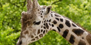 Beitragsbild des Blogbeitrags 8 Orte für eine tolle Zooparty