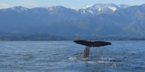 Beitragsbild des Blogbeitrags Neuseeland: Tierische Erlebnisse auf der Südinsel Neuseelands 