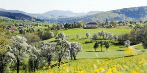 Beitragsbild des Blogbeitrags Niederösterreich: Ein Highlight im Mostviertel - Die Birnbaumblüte 